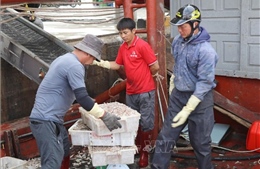 Ninh Bình vươn ra biển lớn từ lợi thế tự nhiên - Bài cuối: Hướng ra biển bằng chiến lược bền vững