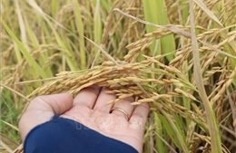 Trúng mùa chưa kịp vui, nông dân Cần Thơ đã lo vụ lúa mới