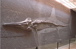 Phát hiện cấu trúc vây đặc biệt của hóa thạch ngư long 180 triệu năm tuổi