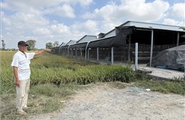 Trại nuôi gà quy mô lớn ở Đồng Tháp gây ô nhiễm kéo dài