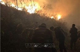 Kịp thời khống chế đám cháy rừng ở Quảng Ninh