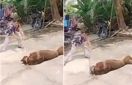 Cụ ông 83 tuổi tử vong thương tâm do bị chó nhà nuôi tấn công