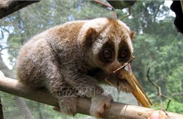 Phát hiện 4 loài động vật quý hiếm mới tại Khu dự trữ thiên nhiên Thần Sa - Phượng Hoàng