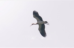 Bảo vệ đàn cò quý hiếm di cư về Đắk Lắk