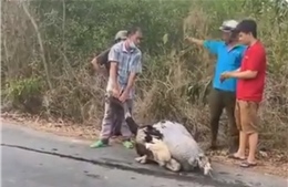 Tiêu hủy 10 con đà điểu bị rơi trên đường