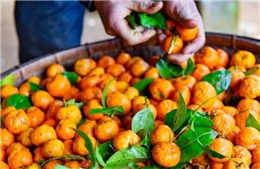 Phát triển sản phẩm có tác dụng chống viêm phổi từ cây Quýt hôi