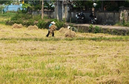 Ngăn chặn đốt rơm rạ sau thu hoạch lúa