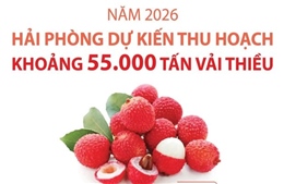 Hải Phòng dự kiến thu hoạch khoảng 55.000 tấn vải thiều