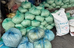 Bắt tạm giam bốn đối tượng sản xuất giá đỗ sử dụng hóa chất cấm