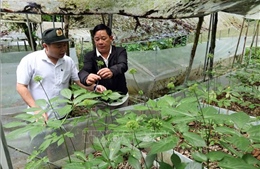 Khoảng trống trong quản lý rừng phòng hộ - Bài cuối
