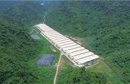 Tai nạn tại trang trại lợn ở Thanh Hóa làm 5 người tử vong và 2 người bị thương