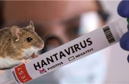 Pháp ghi nhận ca nhiễm mới virus Hanta chủng Andes