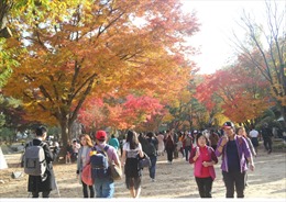 Lá vàng, lá đỏ vào đợt đẹp nhất mùa thu xứ Hàn