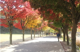 Sắc màu mùa thu Hàn Quốc