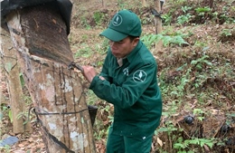 Đảng viên công nhân Lò Văn Hoan: Tấm gương nỗ lực vươn lên từ nông trường cao su