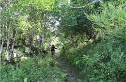 Phát triển du lịch xanh gắn với bảo tồn giá trị văn hóa