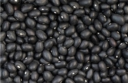 Đột phá chọn tạo giống đậu tương đen chất lượng cao bằng chỉ thị phân tử