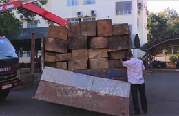 Kiểm tra các cơ sở sản xuất đũa ăn nghi tiêu thụ gỗ lậu ở Quảng Nam