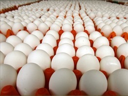 Thu hồi hàng trăm nghìn quả trứng do lo ngại nhiễm khuẩn salmonella gây tiêu chảy
