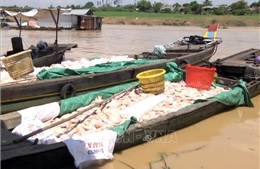 Khẩn trương xử lý và xác định nguyên nhân tình trạng cá chết trên sông La Ngà-Đồng Nai