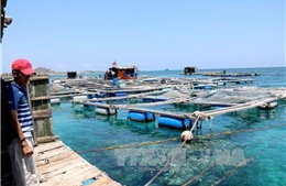 Bảo tồn, khai thác hiệu quả nguồn lợi hải sản phục vụ Chiến lược biển Việt Nam