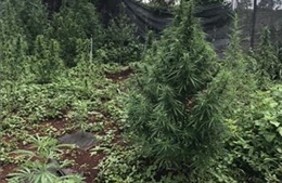 Một hộ dân ở Gia Lai trồng hơn 200 cây cần sa trong vườn nhà