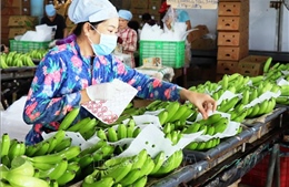 Nga tăng nhập khẩu rau quả chế biến từ Việt Nam