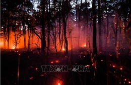 &#39;Giặc lửa&#39; tấn công khu cắm trại nổi tiếng của Pháp ​- Cháy rừng trên diện rộng tại Mexico