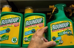 Sydney xem lại việc sử dụng thuốc diệt cỏ Roundup do lo ngại gây ung thư