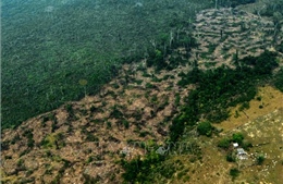 Brazil gồng mình cứu rừng Amazon