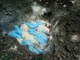 Bình Phước tiêu hủy hơn 3 tấn lợn bị dịch tả lợn châu Phi