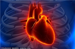 Sử dụng máy in 3D tạo ra các bộ phận chức năng của tim không có collagen