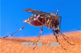  Los Angeles ghi nhận những ca nhiễm virus Tây sông Nile đầu tiên ở người