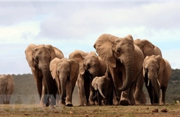 CITES bảo vệ quyền của loài voi hoang dã châu Phi