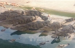 Cá sấu lớn nổi đầu trên sông Tam Giang là thông tin sai sự thật