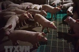 Hàn Quốc phát hiện thêm 2 trang trại nghi nhiễm dịch tả lợn châu Phi