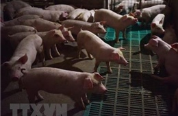 Nhật Bản phát hiện trường hợp nhiễm virus dịch tả lợn châu Phi ở tỉnh Gifu