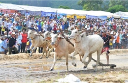 Tưng bừng Hội đua bò Bảy Núi An Giang