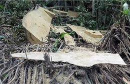 Phú Yên chỉ đạo sớm điều tra vụ rừng Hòn Đác bị phá