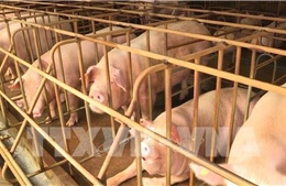 Nội các Nhật Bản nhất trí về dự thảo luật phòng chống dịch tả lợn châu Phi