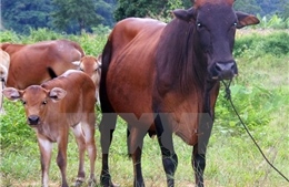 Trộm cắp bò hoành hành tại các vùng quê Quảng Bình
