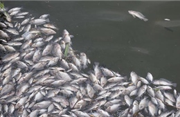 Cá chết nổi trắng hồ Đại An là do thiếu ô xy nghiêm trọng