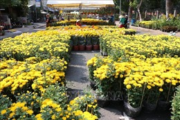 Trà Vinh: Khoảng 300.000 chậu hoa cảnh cung ứng cho Tết Nguyên đán
