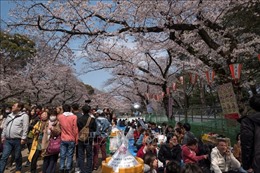 Nhật Bản hủy tiệc ngắm hoa anh đào năm 2020