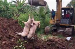 Liên tiếp bắt giữ lợn nhập lậu từ Campuchia vào Việt Nam