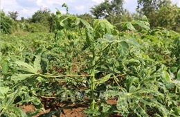 Khuyến cáo nông dân phòng bệnh khảm lá sắn đang hoành hành