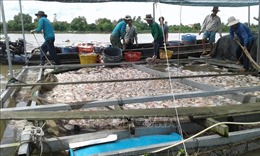 Hơn 160 tấn cá bè chết chưa rõ nguyên nhân tại Tiền Giang