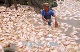 Quảng Nam: Hàng chục tấn cá diêu hồng chết ​trong đêm chưa rõ nguyên nhân