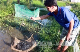 Giúp nông dân khôi phục nguồn lợi cá đồng U Minh Thượng