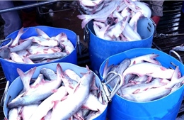 Giá cá tra nguyên liệu tăng liên tục